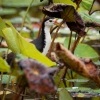Chrastal beloprsy - Amaurornis phoenicurus - White-breasted Waterhen o2460